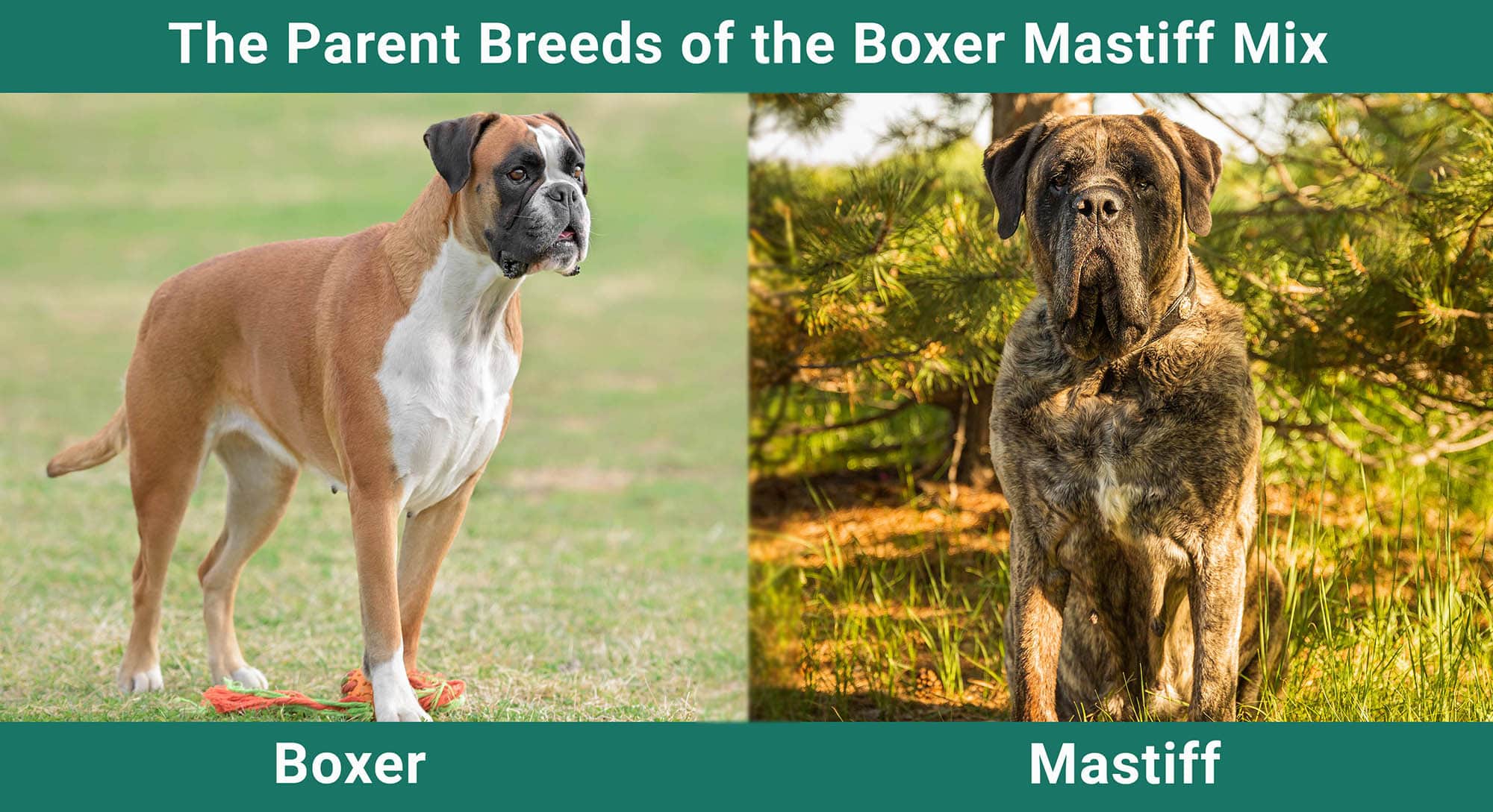 The Parent Breeds of the Boxer Mastiff