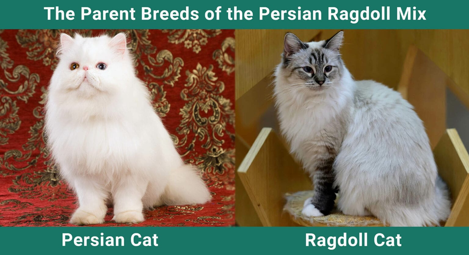 Persian Ragdoll Cat Mix: Pictures, Care Guide, Temperament & Traits ...