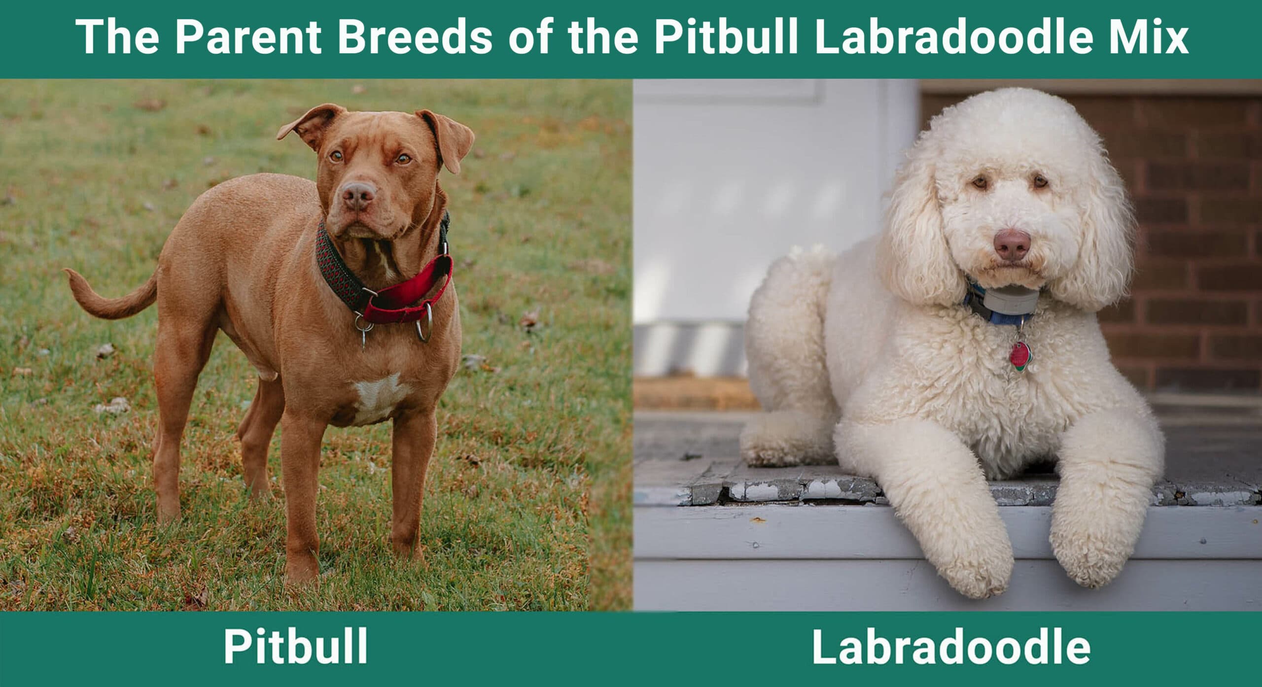 The Parent Breeds of the Pitbull Labradoodle Mix