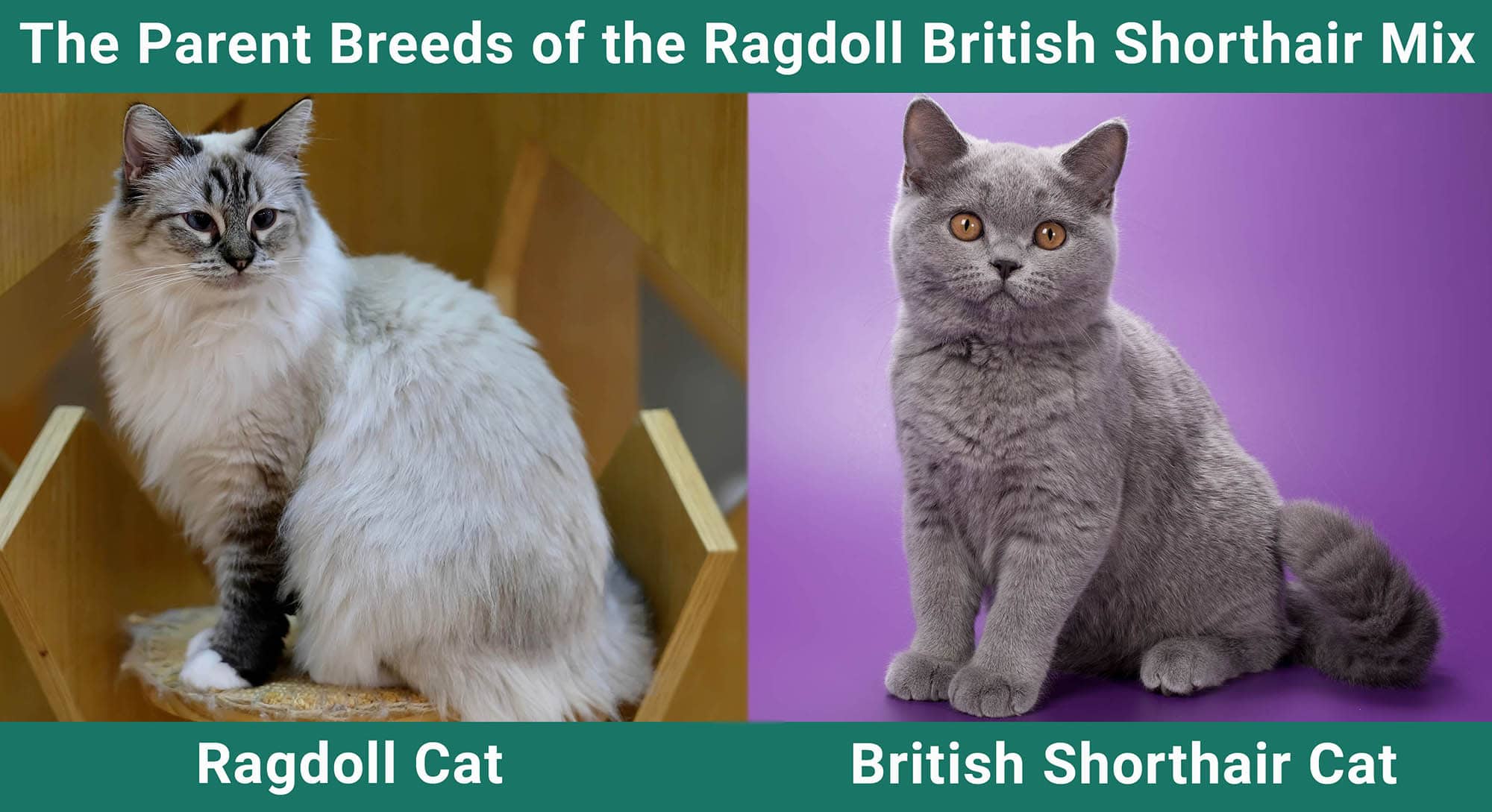 The Parent Breeds of the Ragdoll British Shorthair Mix