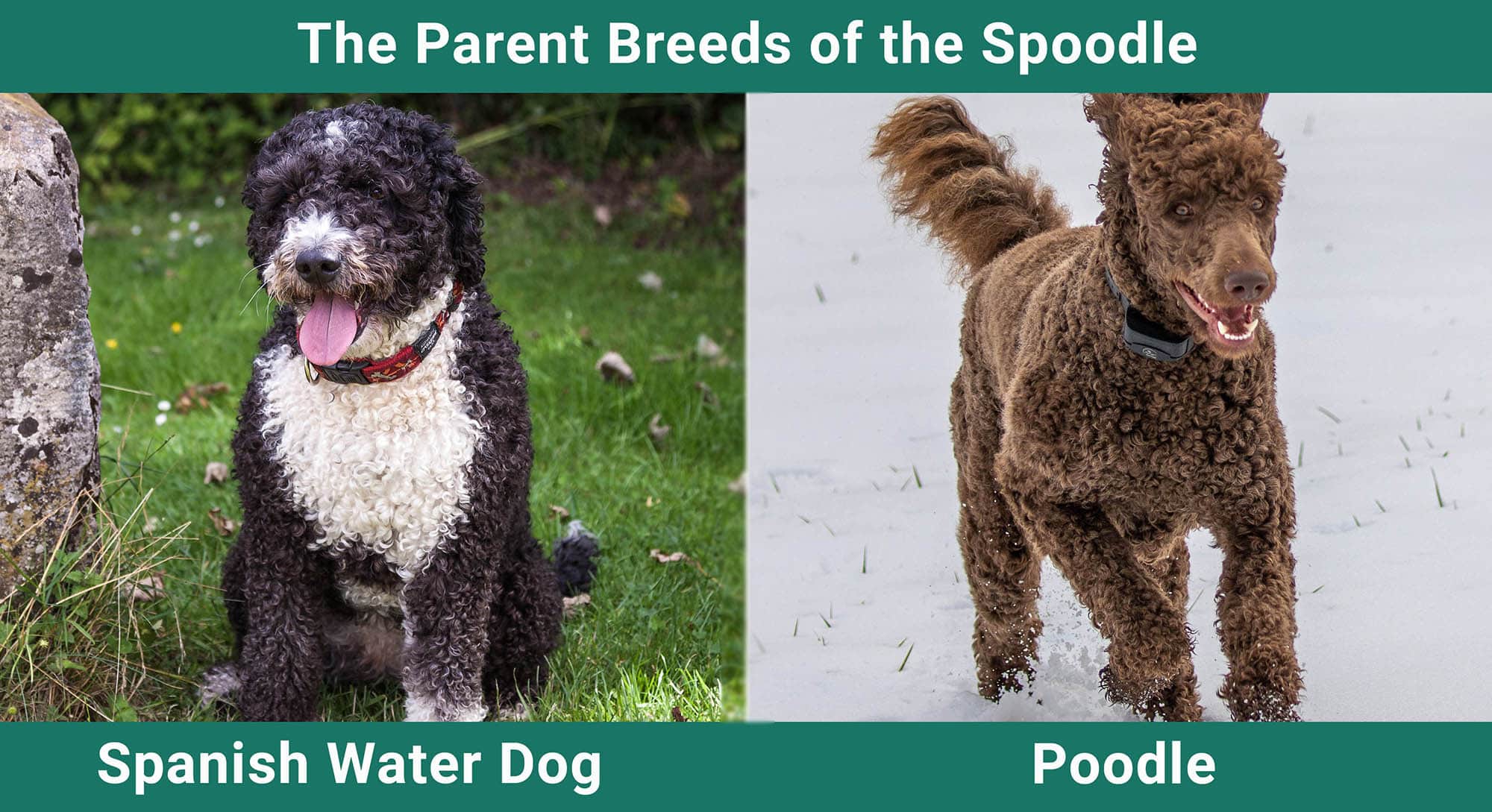 The Parent Breeds of the Spoodle