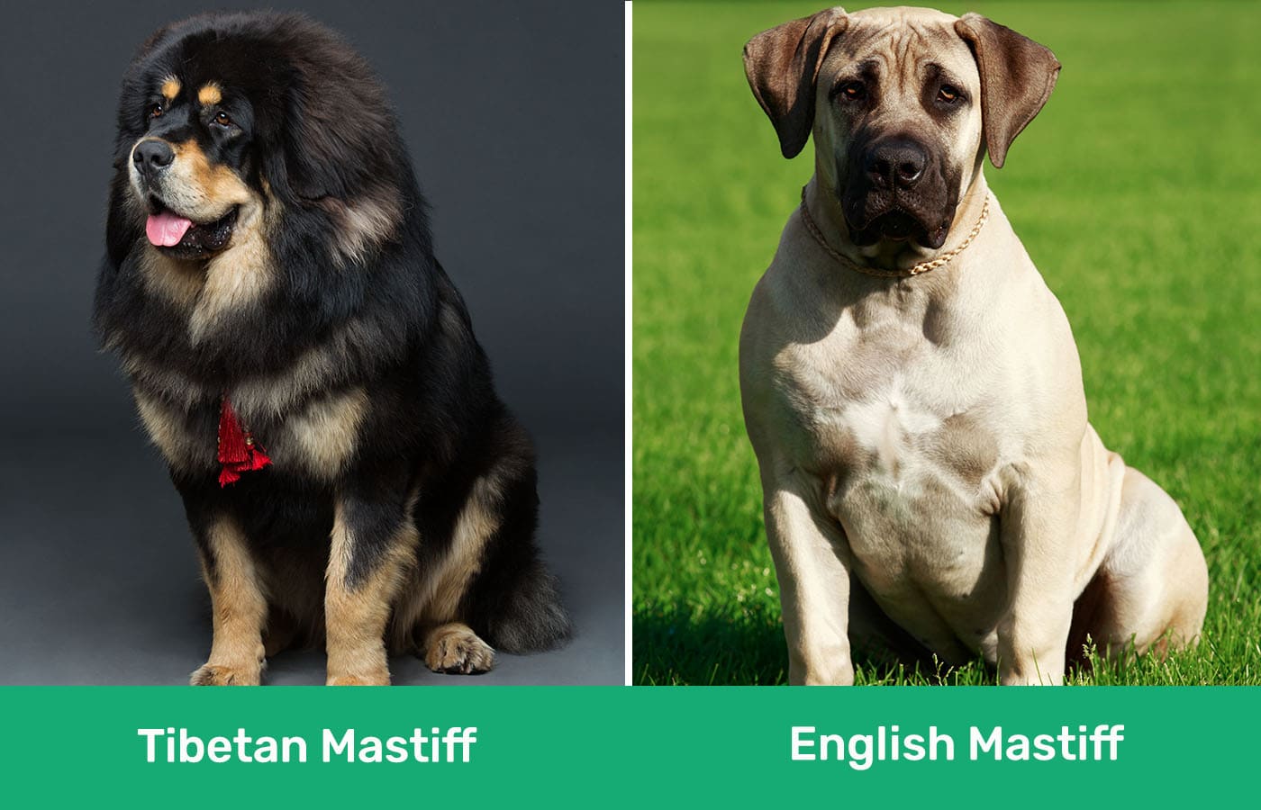 Tibetan Mastiff vs English Mastiff side by side