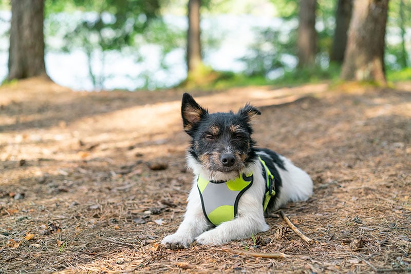 Tired jack russell terrier lies on forest path after long game