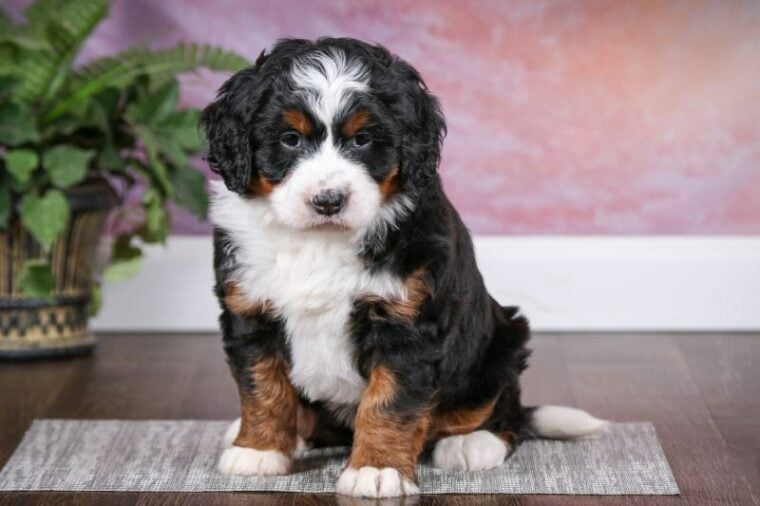Tri colored Mini Bernedoodle Puppy sitting