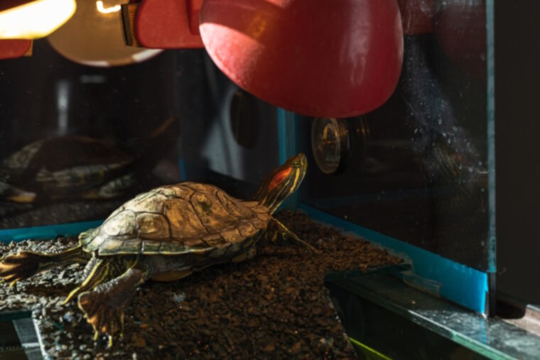 Turtle under a heat lamp in cage