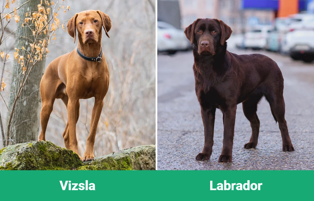 Vizsla vs Labrador - Visual Differences