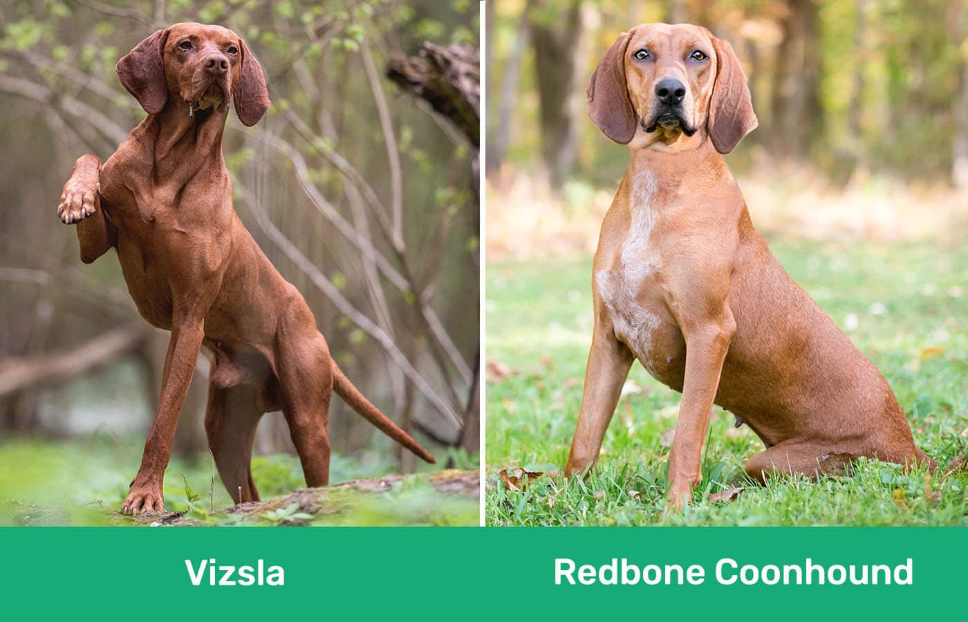 Vizsla vs Redbone Coonhound side by side
