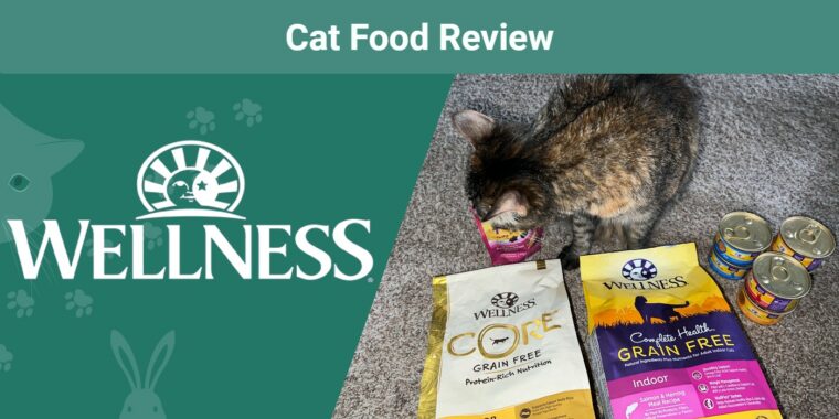 Wellness-Cat-Looking-at-food-products-from-Wellness
