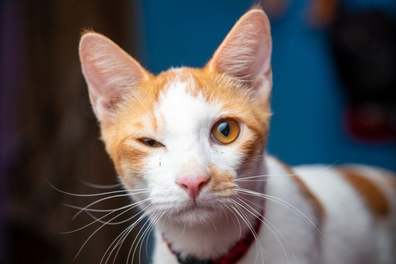 White Orange Cat winks at the camera
