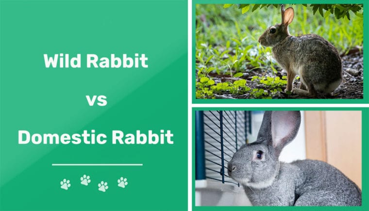 Wild Rabbit vs Domestic Rabbit