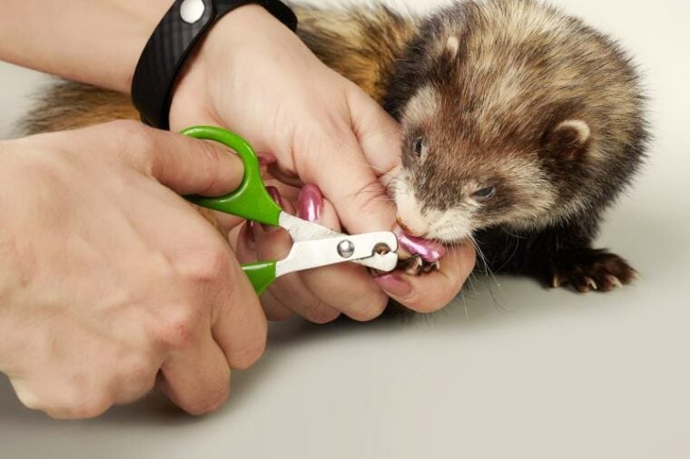 Woman cutting the nails of a ferret