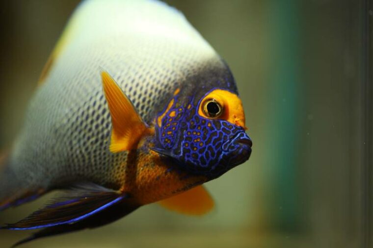 Yellow mask or Blueface Angelfish
