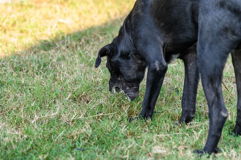 a black dog vomiting outside