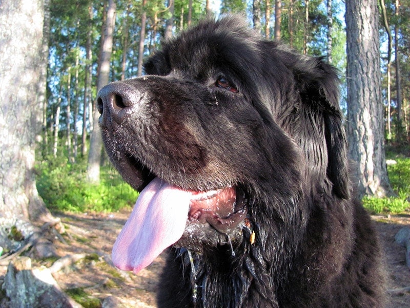 a newfoundland dog slobbering and drooling