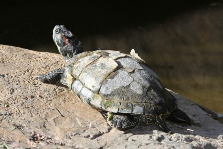 a red-eared slider turtle with peeling shell basking on a rock