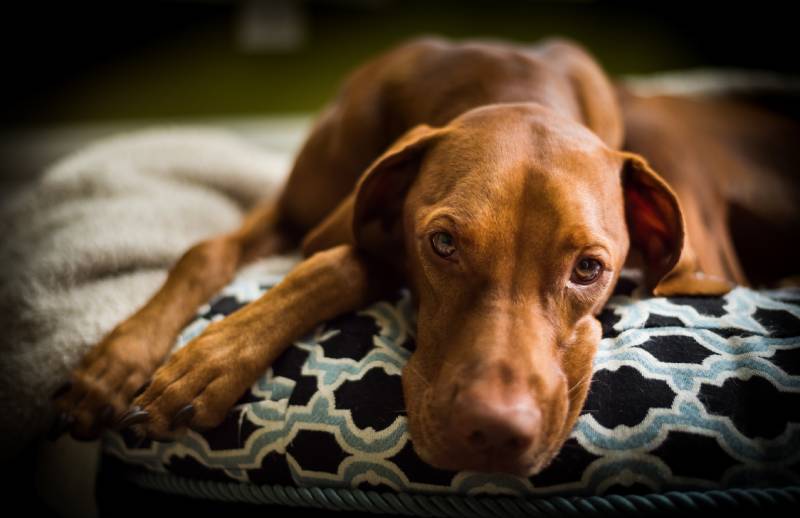 a sick vizsla dog lying on a dog bed at home