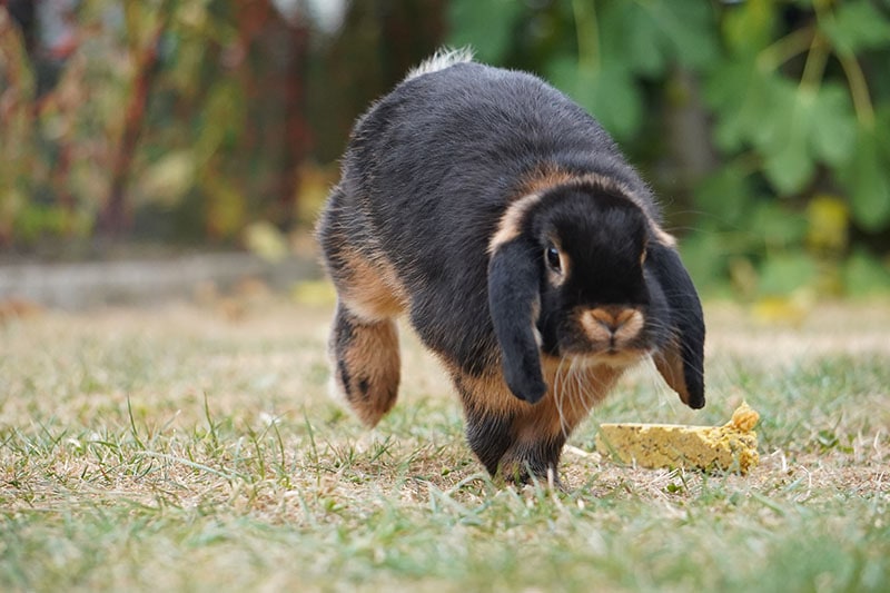 a tan dwarf lop bunny (oryctolagus cuniculus) running and having fun in a garden