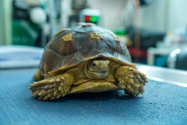 a tortoise in a vet's clinic