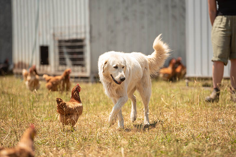 abruzzese mastiff dog patrolling in the chicken farm