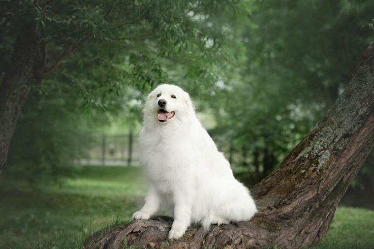 abruzzese mastiff dog sitting on the tree