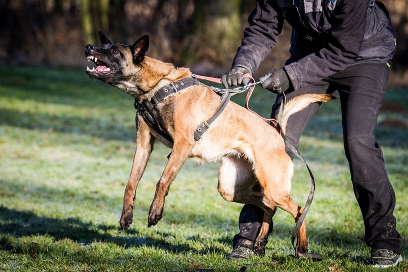 How Aggressive Are Belgian Malinois? Breed Facts & FAQ | Pet Keen