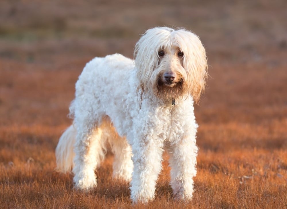 Australian Labradoodle dog in a field during sunrise