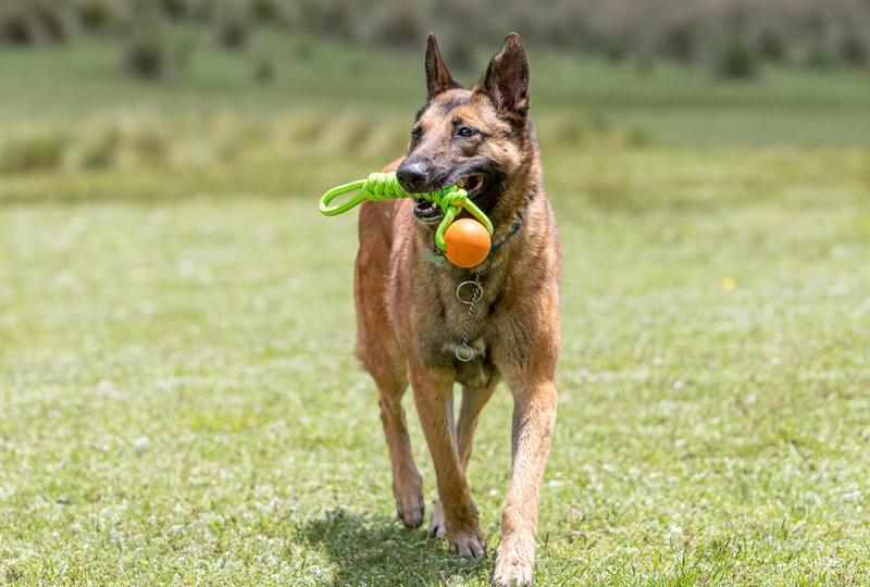 belgian malinois dog chewing toy