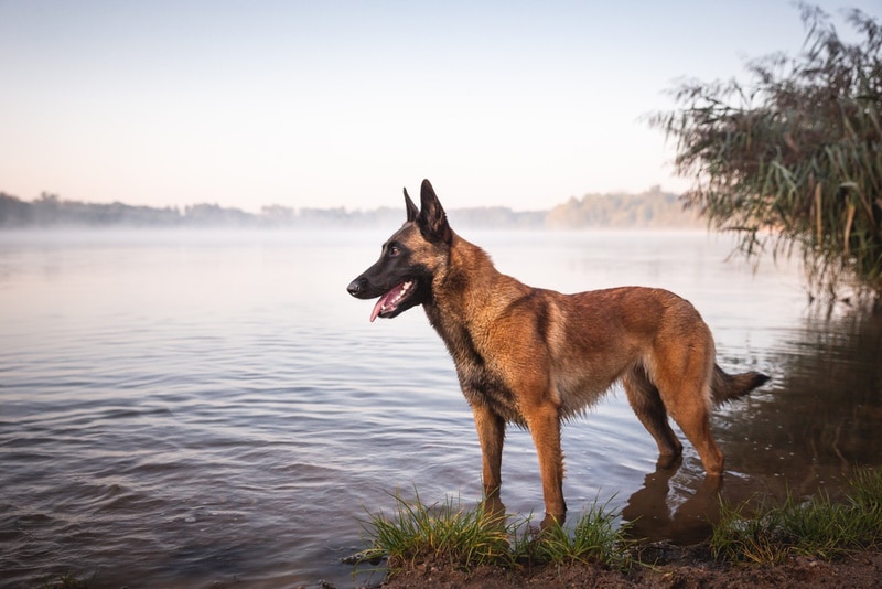 belgian malinois dog in the lake