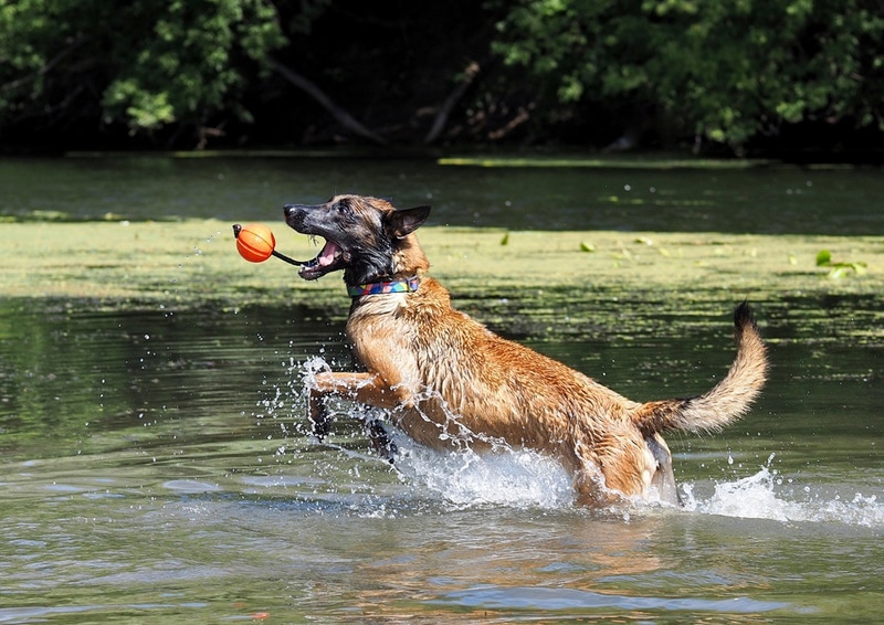 belgian malinois dog playing in the lake