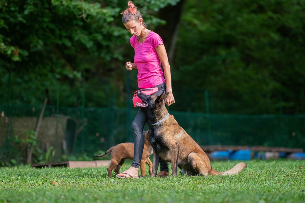 belgian malinois dog training