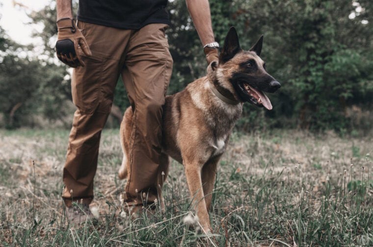 belgian malinois walk with his owner