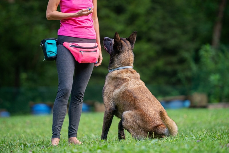 belgian malinois with his owner