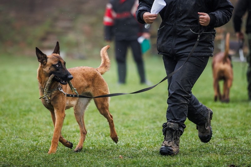 belgian-malinois with owner at the park