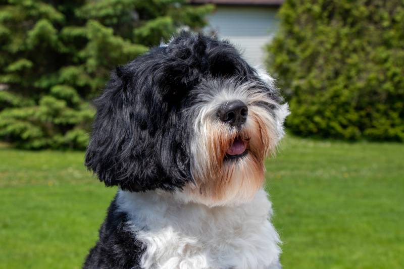black and white Portuguese Water dog