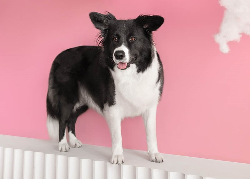 Black and white mini border collie dog in pink studio