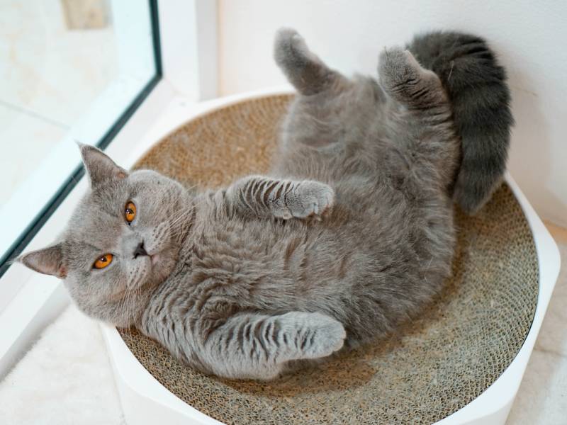 Why Are Cats So Flexible? Facts & FAQ | Pet Keen