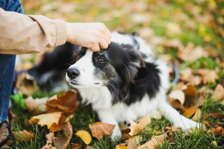 border collie dog at the park with owner