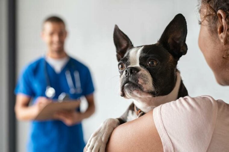 perro boston terrier en la clínica con el dueño