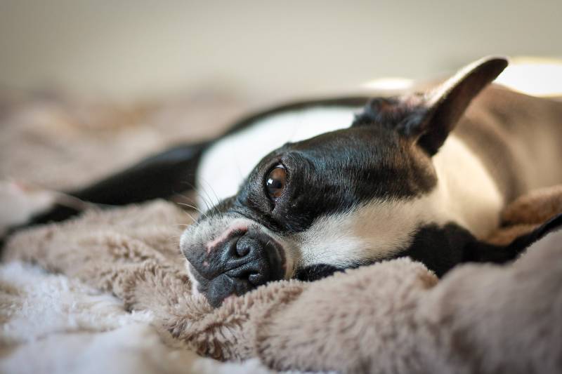 boston terrier dog sleeping on a cozy blanket in the sun
