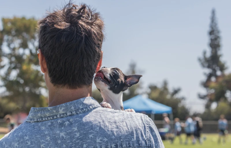 boston terrier puppy dog on man's shoulder licking his ear
