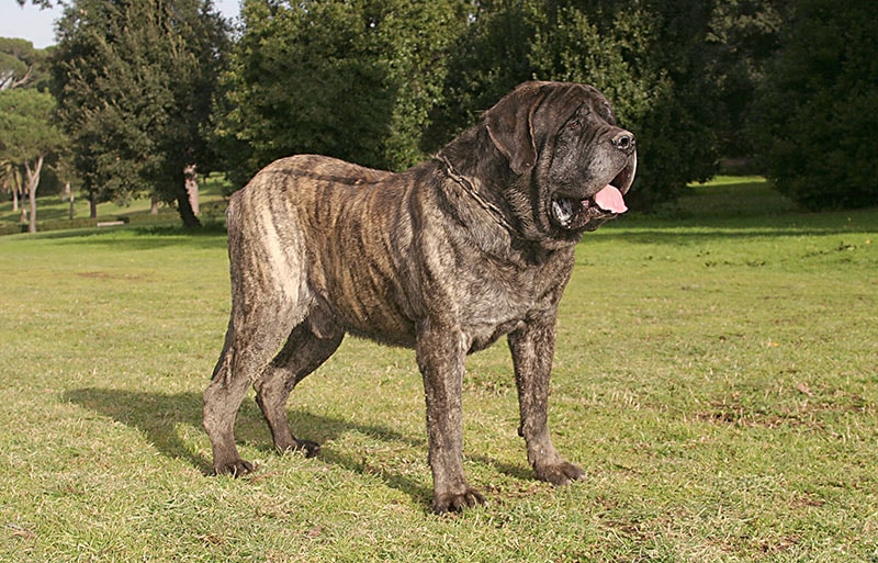 brindle mastiff dog standing in the middle of the park