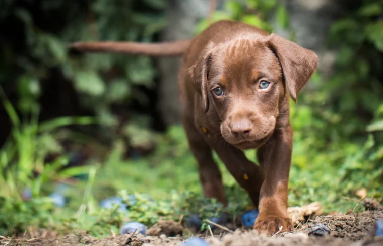 brown puppy labrador vizsla mixed breed dog walking through grass