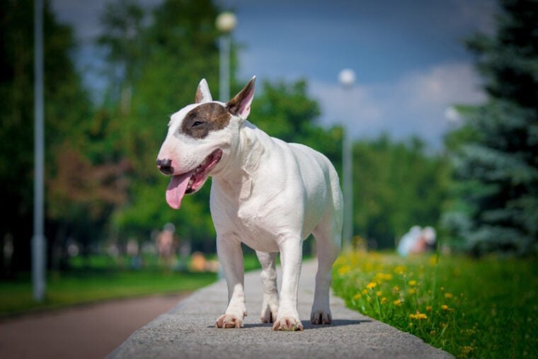 bull terrier dog in the park