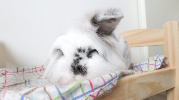 bunny sleeping in bed