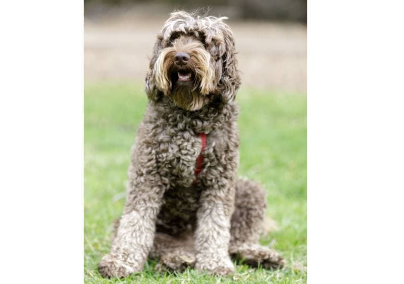 café colored labradoodle dog