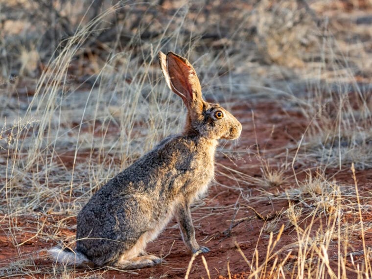 cape hare rabbit in the wild