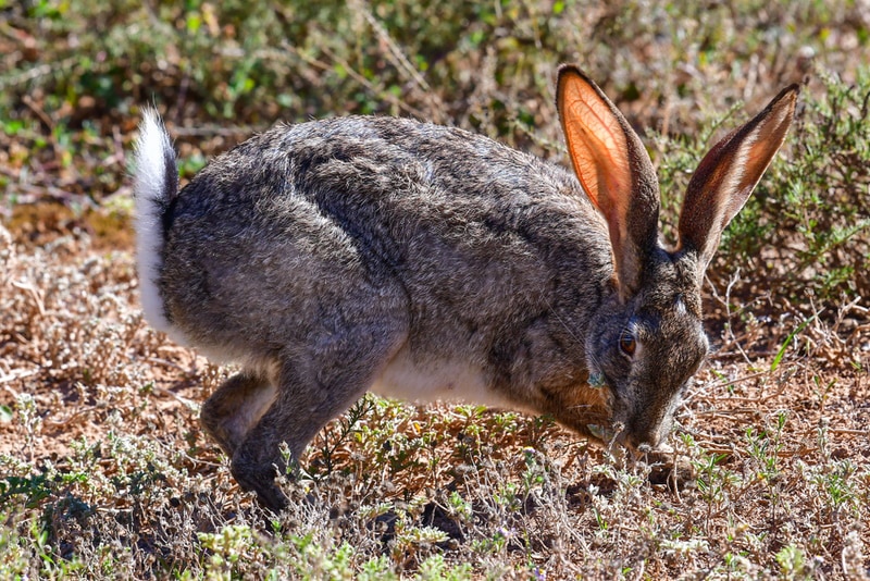 cape hare rabbit playing