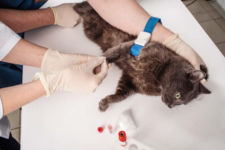 cat getting a blood test by veterinarians