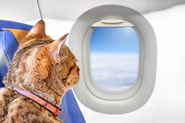 cat inside an airplane looking at the window