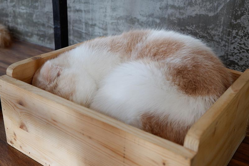 cat-sleeping-in-the-litter-box